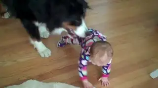 Dog is a Jerk to a Baby