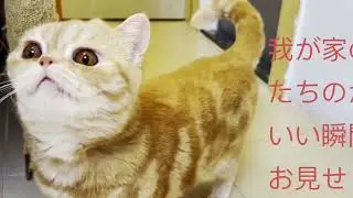 猫が喜ぶ映像：🥰素晴らしいクリップはすべてメンバーチャンネルにあります👇🏻🥰いつも動画楽しく観てます 🐈🐈‍⬛可愛い猫ちゃんに毎日癒されてます🙏🏻