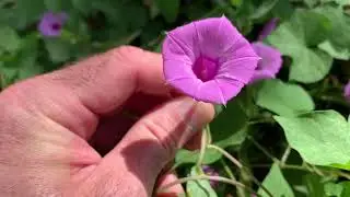 Purple Field Bindweed