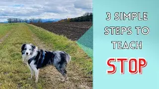 How to Teach Your Dog an EMERGENCY STOP / WAIT / freeze in place! (Essential Off-Leash Commands #3)