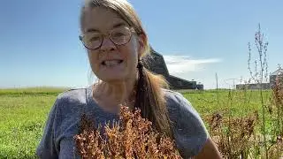 How this perennial crop can help keep your salad bowl full; perfect for perennial gardens
