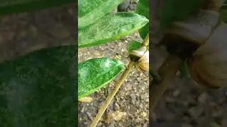 🌿 See Comment | Leaves Destroyed! Managing Snail Problems in Your Garden