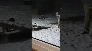 Приучение щенков к горшку поздно ночью в снегу ❄️🐾 | Pearce Rottweilers