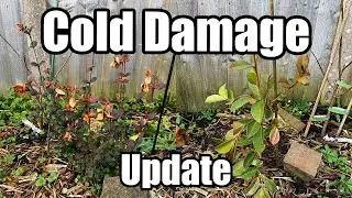 Yellow Cherry Guava & Chilean Guava Cold Damage Update