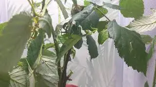 Leaf Insects (Phyllium) Grazing