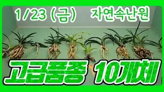 [1월 23일] 산반중투, 단엽성 입변, 천종 무지, 원앵두, 호피반, 형광 서, 명금보, 천두소, 장단엽, 황복륜 올려봅니다.