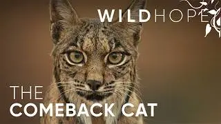 The Iberian Lynx&rsquo;s Remarkable Recovery Story | WILD HOPE