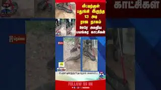 nellai | kingcobra | snake | viralvideo