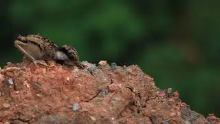 Bird4K III