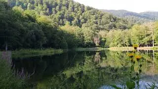 Beautiful Armenia 🇦🇲 #forest #camping #nature