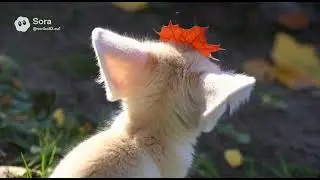 A cute fennec fox.Watch Carefully&hellip;耳廓狐8 #cute #funny #movie #cutepaws #animalshorts #film #cutepaws