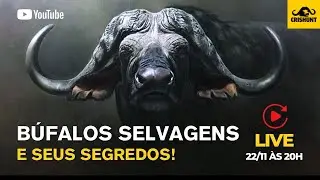 Búfalos Selvagens