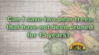 Can I save two overgrown pear trees? They have not been pruned in 15 years.