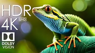 4K HDR 60FPS Dolby Vision с расслабляющей музыкой (красочная динамика) #3