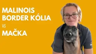 Malinois, border kólia a mačka