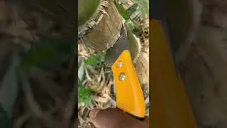 How to cut bamboo tree🎋🎍#tipsandtricks #bamboo