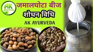 जमालघोटा कैसे शुद्ध करें? फायदे और उपयोग की पूरी जानकारी | Jamalghota Uses in Ayurveda