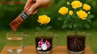 Just coffee! The rose branch grew an additional 500% roots overnight