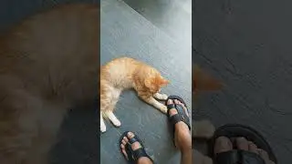 Time Machine Cats !!!! Longest Daily Cat's Story , SHORTS