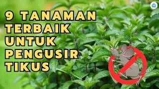 Tanaman Pengusir Tikus: 9 Tanaman Ampuh untuk Menjauhkan Tikus dari Rumah Anda!