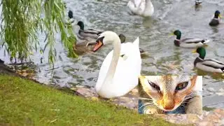 Rat Duck Baby Hen & Baby Cat Playing | Cute Animal Video