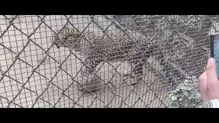 Dehli Zoo🐅🐆