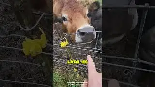 Assim Funcionam as Cercas El&eacute;tricas 😲❤️⚡