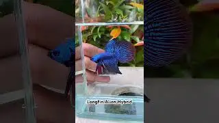 alien longfin hybrid #cupanghias #bettafish #betta