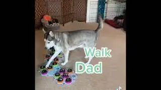 Talking buttons for animals