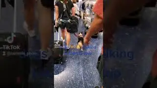 walking dog 🐕 ❤ Las Vegas strip #VIRAL clips please subscribe