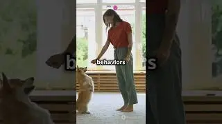 4 Easy Tips to Fix Your Dog's Bad Habits! 🐶