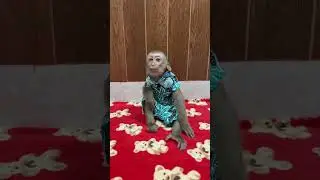 cute monkey mason speeking with dad