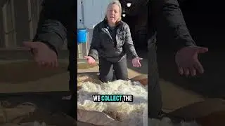 Alpaca Fleece- What makes it so special and why is it so great?! #eagleeyefarm #alpaca #animals