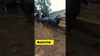 Treatment of animals 🤒😔 #baffalo #cow #animals #goat #shorts #shortvideo #livestock #cattleworld