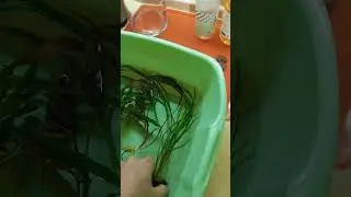 10  сентября 2024. Купил криптокорины в Plant aqua.