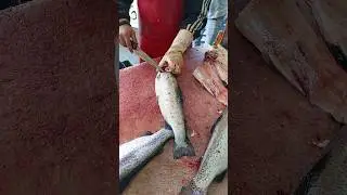 Fishmonger&rsquo;s Art &ndash; Filleting Trout Like It&rsquo;s Nothing!