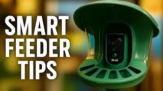 Smart Bird Feeder Tips: Capture Better Footage & Attract More Birds