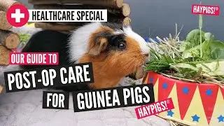 Post-Op Care for Guinea Pigs