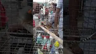 CHEAPEST BIRD PRICE MARKET IN INDIA | GALIF STREET BIRD MARKET