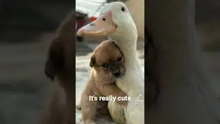 Namely strong friendship among these two wild creatures
