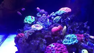 Narcosis angels with ventralis anthias