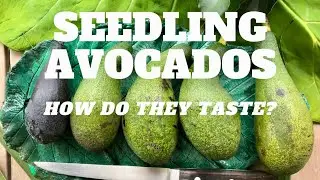 GROW A SEEDLING HASS AVOCADO  | FRUIT TASTE TEST | MULTI GRAFTED TREE