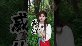 【尝百草】【威灵仙】一般带仙字的植物肯定就不平凡 #威灵仙 #老虎须 #植物科普 #一日一植物 #小亿尝百草【养生堂】#养生 #中药 #中医 #美女 #百草堂 #百草厅 #秘方 #科普 #蜂蜜
