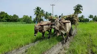 Bullock Cart stuck in mud ride | cow vs ox