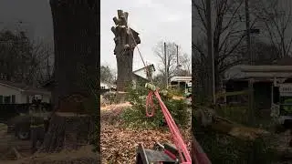 Orlando Flores Tree Services
