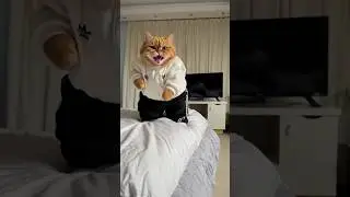 Travesuras gatunas 🐱💥😺❣️🙋🏼&zwj;♀️#adventure #GatesOfOlympus1000 #madrid #cat #valencia #love #pets