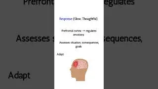 Reaction vs Response &ndash; Neuroscience in Seconds 🧠