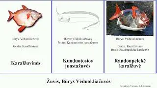 Žuvis, Būrys Vėduokliažuvės fish Richards lt. Vėduoklinės Karalžuvinės Lampriformes Silkių Bobby