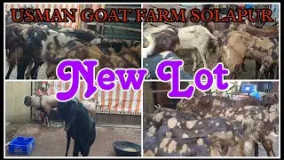 ll SOLAPUR BAKRA MANDI ll USMAN GOATS FARM SOLAPUR Master Usman : 86259 28412 #bmsgoatfarmsolapur
