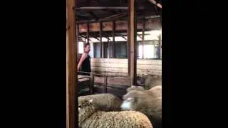 Moutons